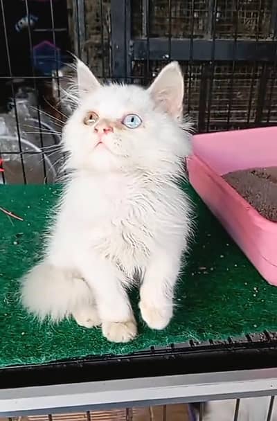 Persian Cats & Kittens for Sale may WhatsApp 03126762031