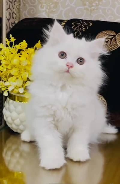 Persian Cats & Kittens for Sale may WhatsApp 03126762031