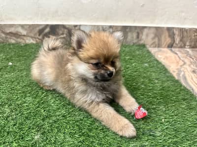 Pomeranian Puppies