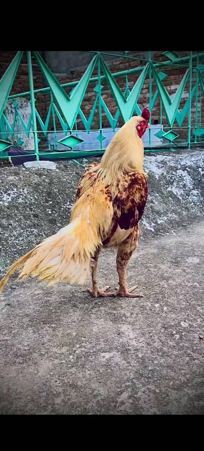 High Quality Aseel 3 kg plus wazn mohra