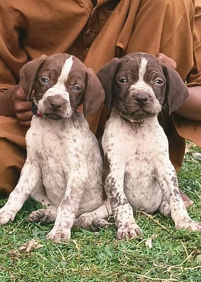 German painter Shikari pair 2 month for sale