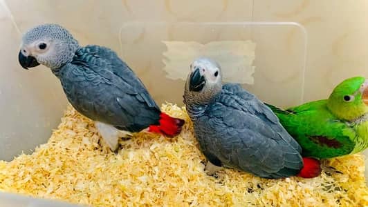 African gray chicks