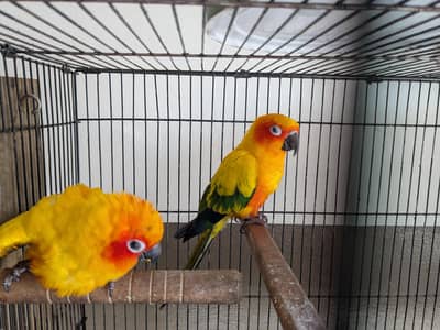 SunCanour Parrot Pair For sale