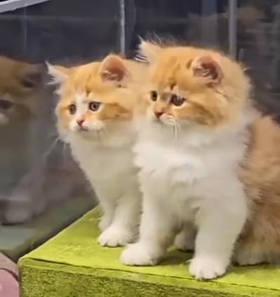 Persian Cats & Kittens for Sale may WhatsApp 03126762031