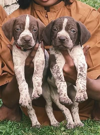 pointer Shikari pair 2 month for sale