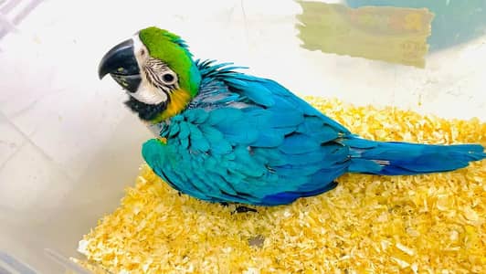 blue and gold macaw