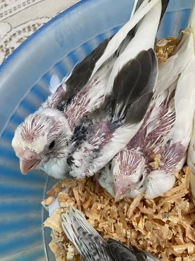 Cocktaile chicks available