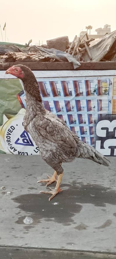 top quality femails for sale in cheap price