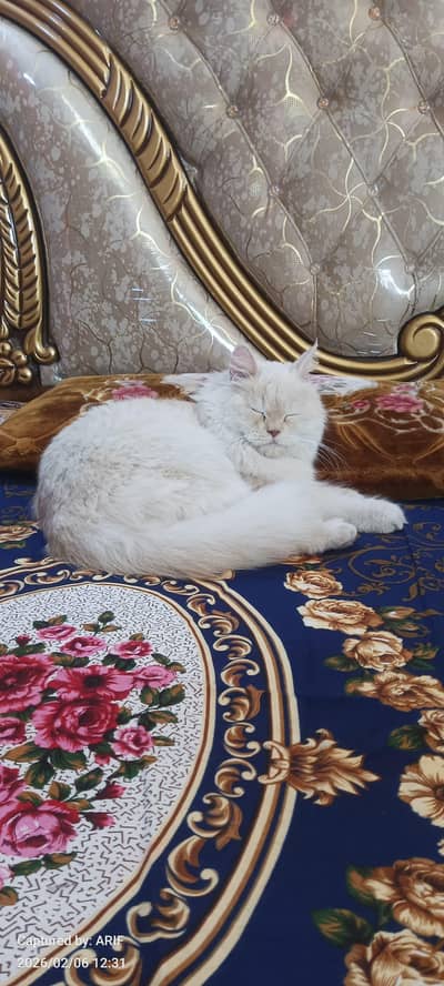 Triple Coat Fluffy Persian Cat for Sale – Healthy & Beautiful