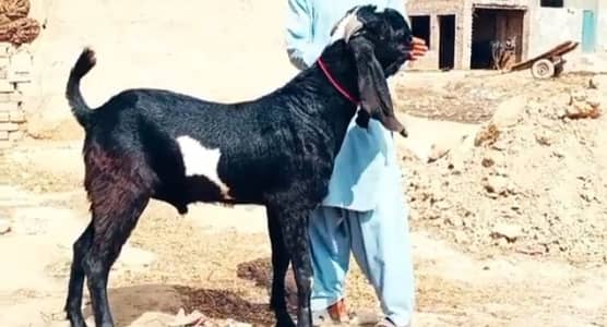 desi Bakra for sale0341 5954390