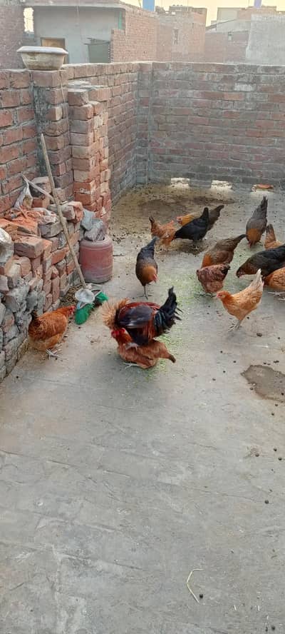 Desi egg laying hens