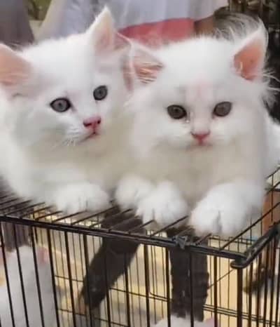 Persian Cats & Kittens for Sale may WhatsApp 03126762031