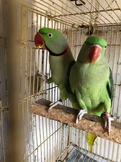 raw parrot pair