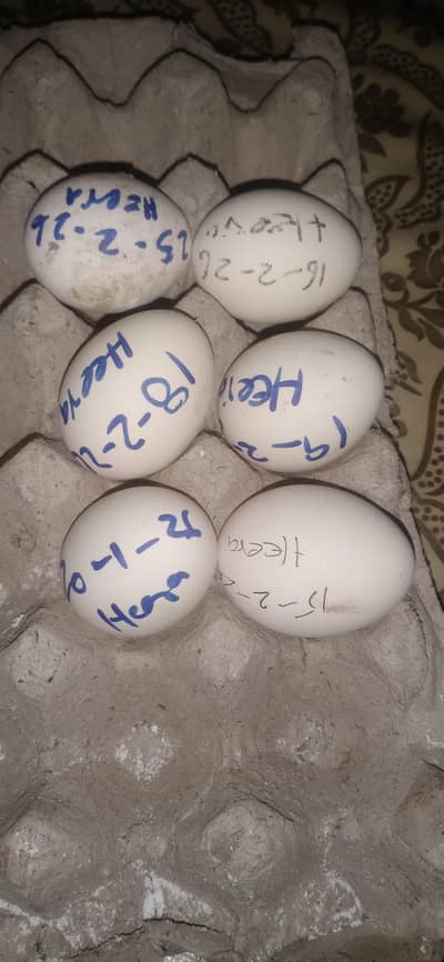 fresh fertile heera egg 03324997411