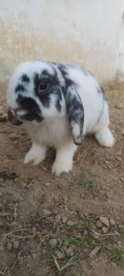 loop rabit baby pair