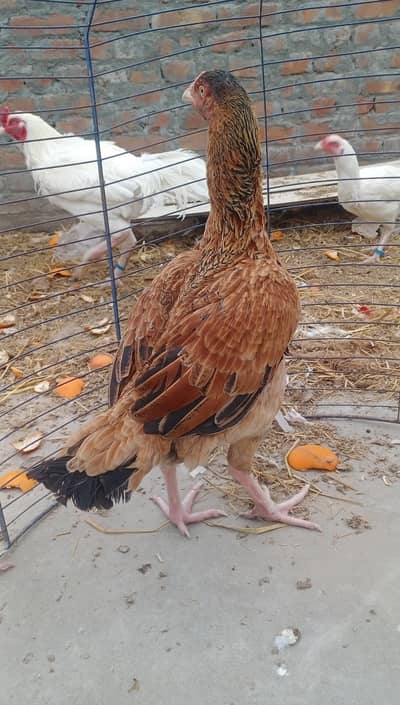 high quality murgi egg lying 03324997411