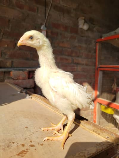 aseeh heera chicks/ heera chicks / white heera / white heera chicks