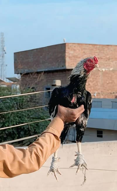 aseel jawa murga full oky pure aseel bird