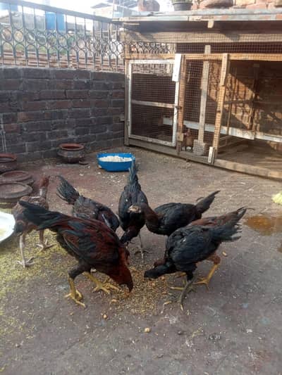 Thai k han pathy or pathiyan or total 5 han video bhi mil jy. gi