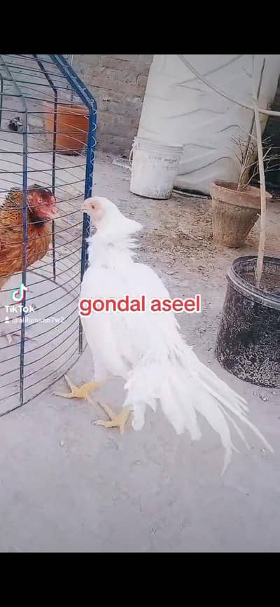 indian perrot beak long tail  03324997411