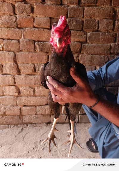 bareed bht achi krta hain