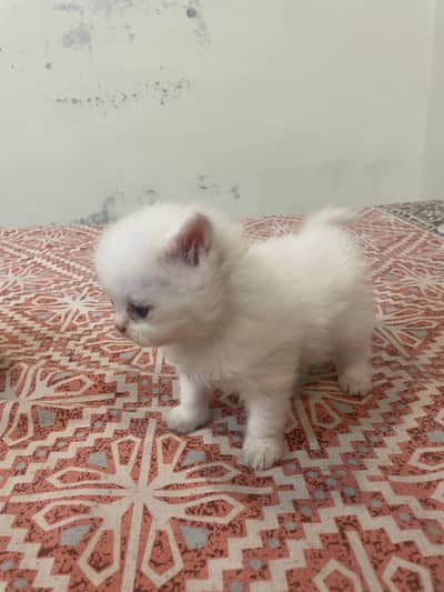 Persian kitten triple coat