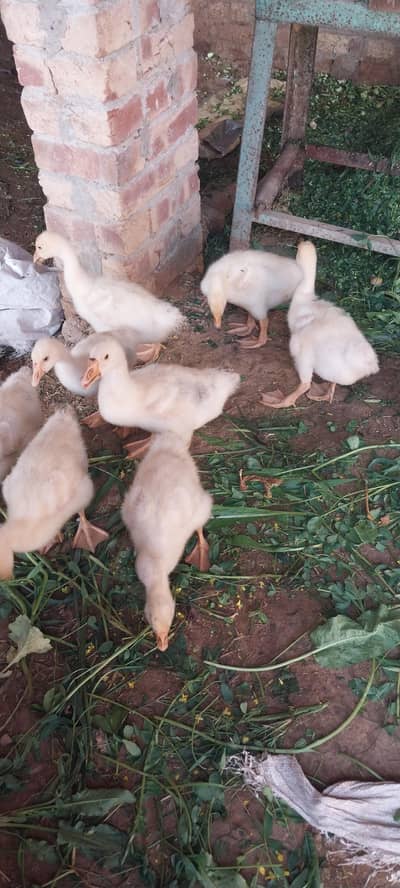 Ducklings for sale