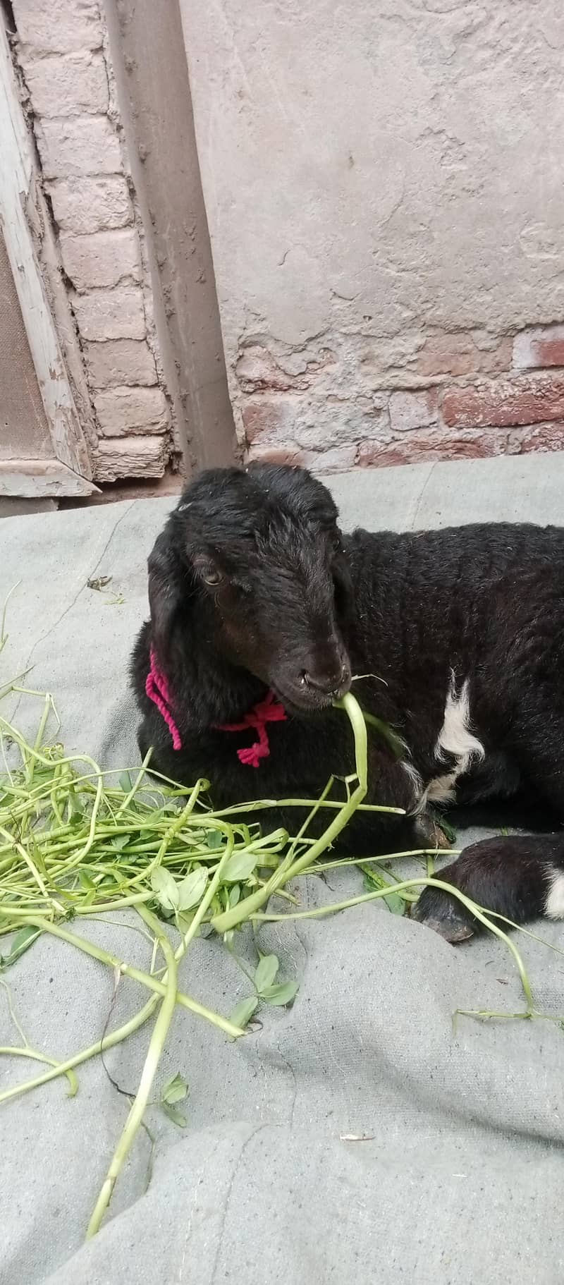 بلیک ابلک ترکی دمبی 0