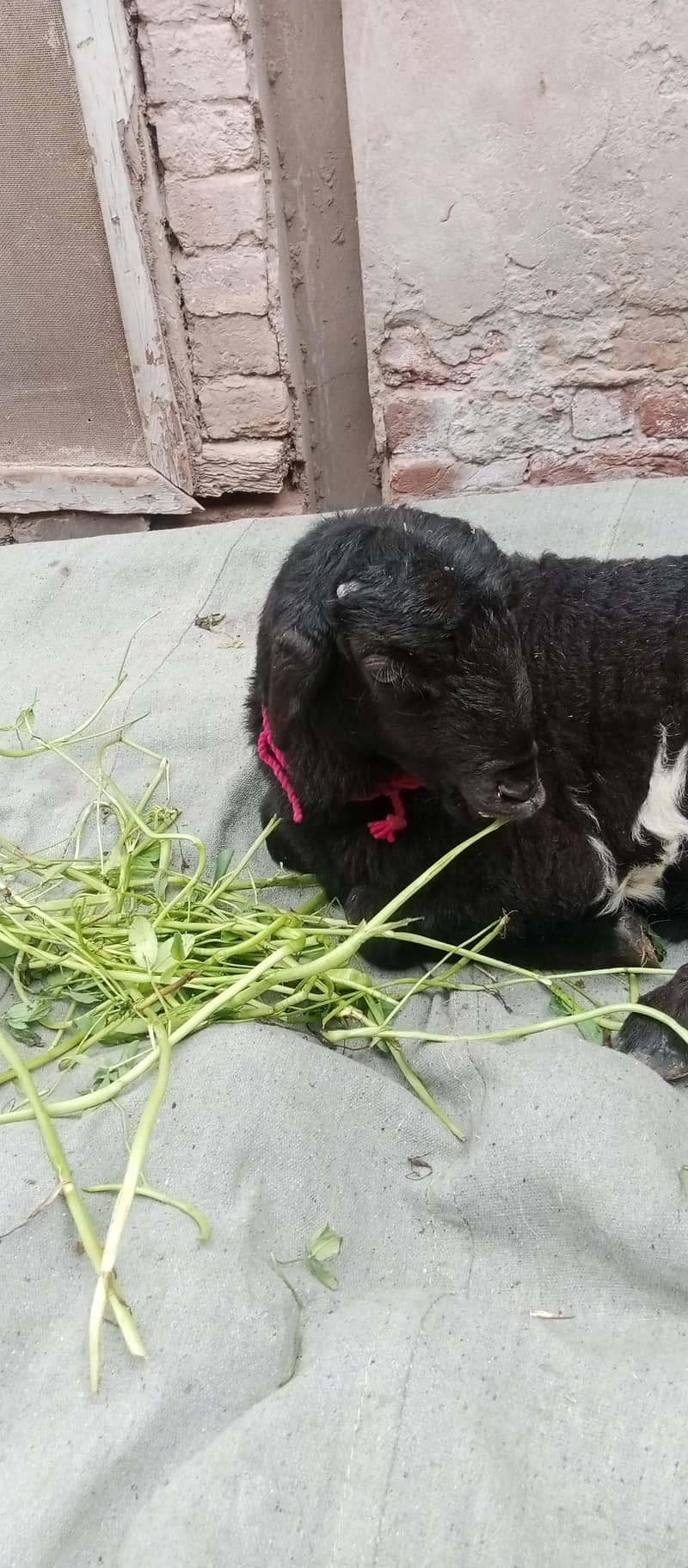 بلیک ابلک ترکی دمبی 1