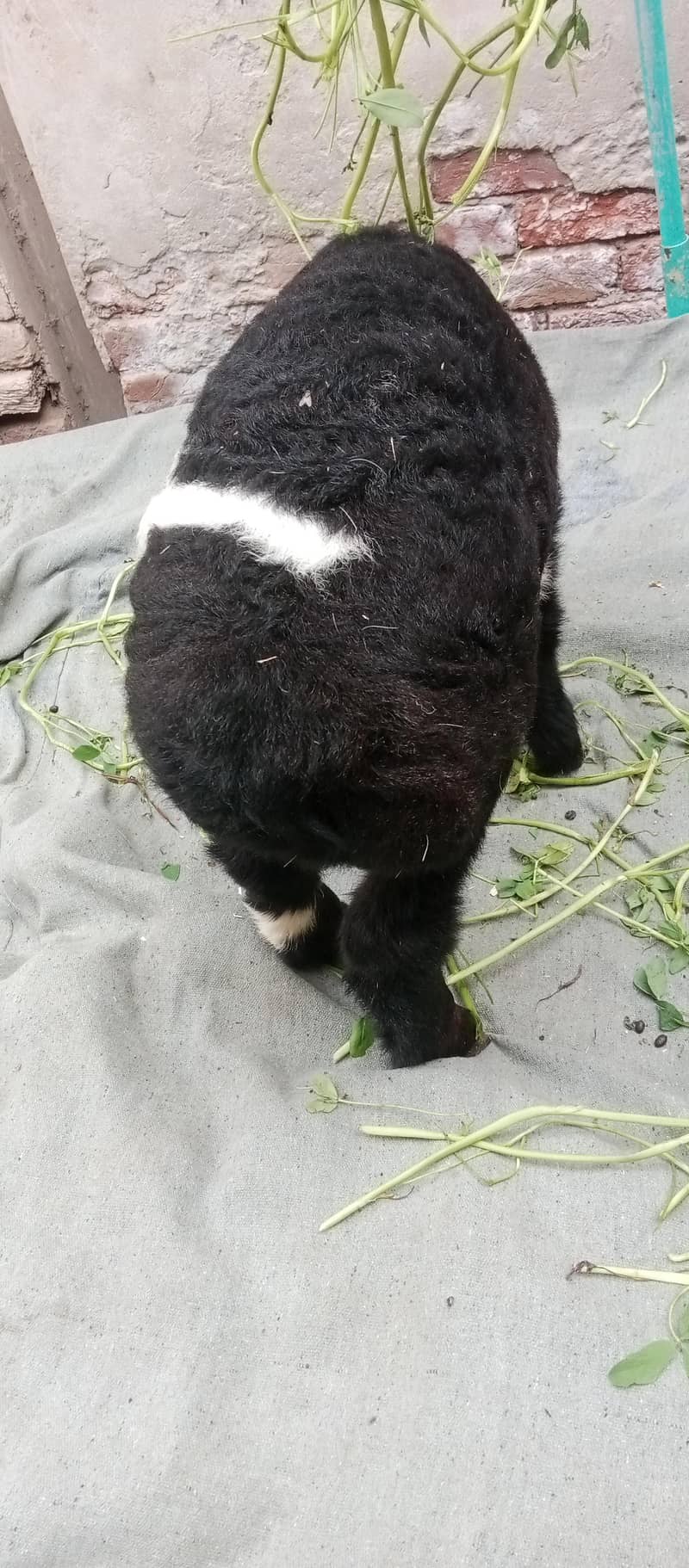 بلیک ابلک ترکی دمبی 2