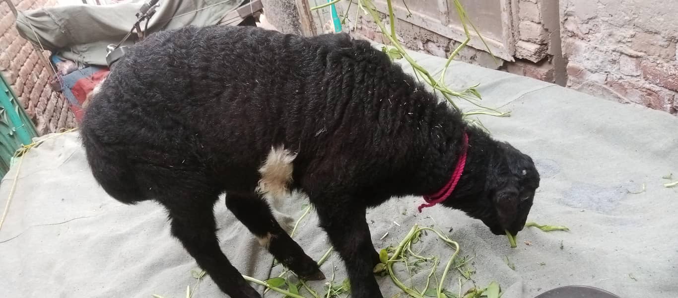 بلیک ابلک ترکی دمبی 3