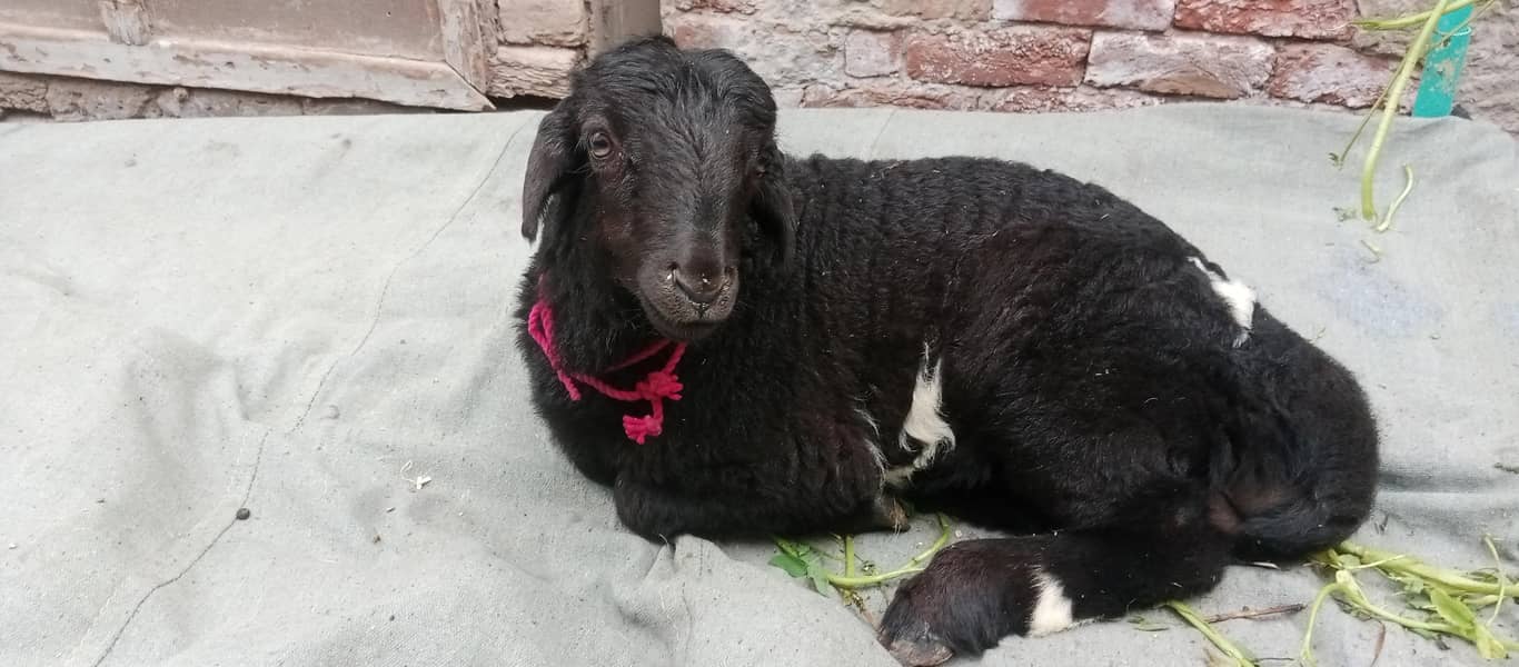 بلیک ابلک ترکی دمبی 4