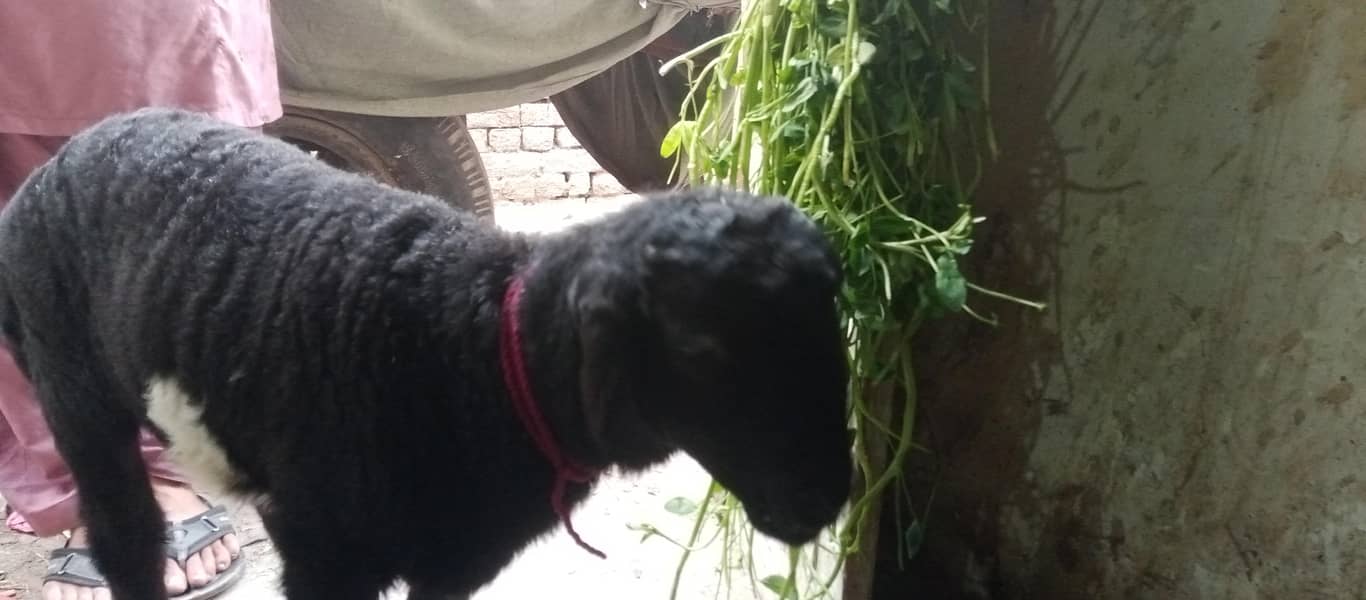 بلیک ابلک ترکی دمبی 5