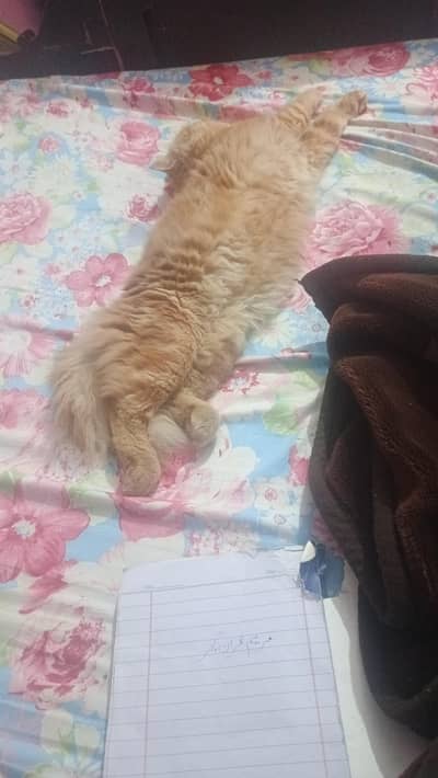 Persian pair looking for new home