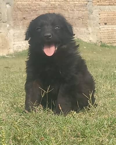 black Shepherd long coat mail 2 mahnt for sale