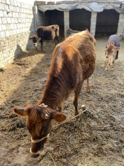 Jersey pregnant heifer for sale.