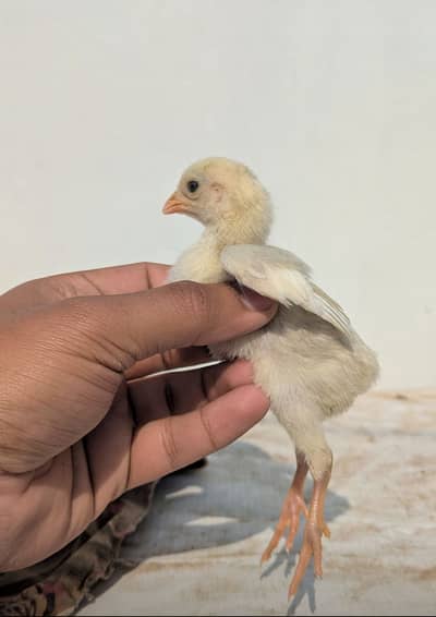 Heera chicks guranteed Paper white pure long height male