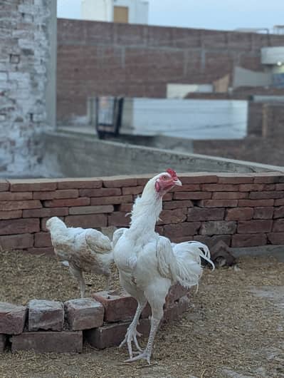 Heera chicks Paper white pure guranteed