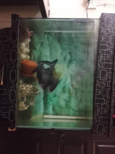 aquirium for. sale with 2 paco  fishes) 12 inch each