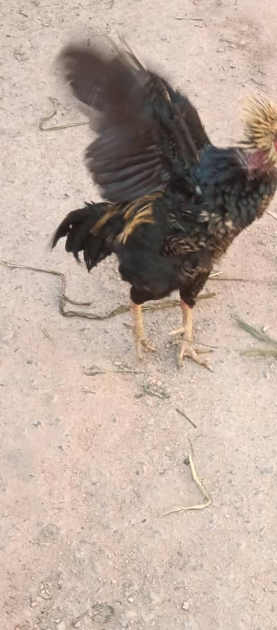 Aseel Rooster wid 4 Egg laying Misri hens