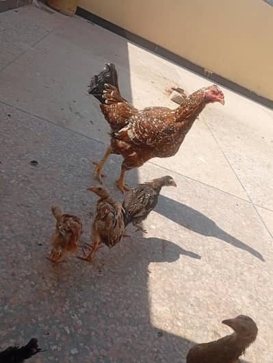 full active murgi ha or  bachay nikal ny wali