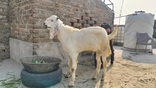 white desi bkra for qurbani