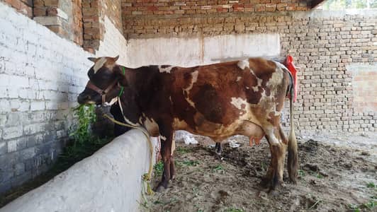 jursi frizan cross cow 15 day delivery mi rhty hin