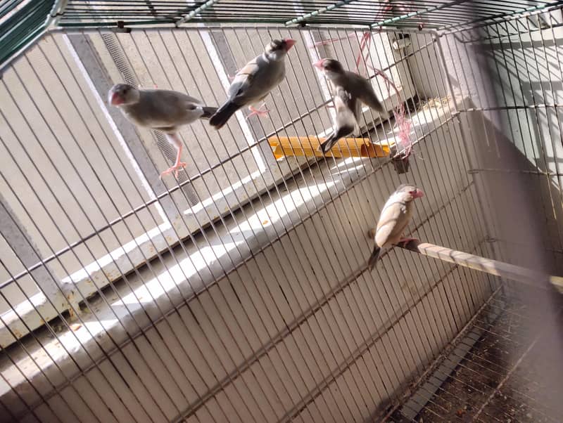 Fawan java age 8 months dark head 0