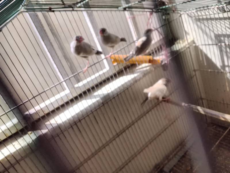 Fawan java age 8 months dark head 1