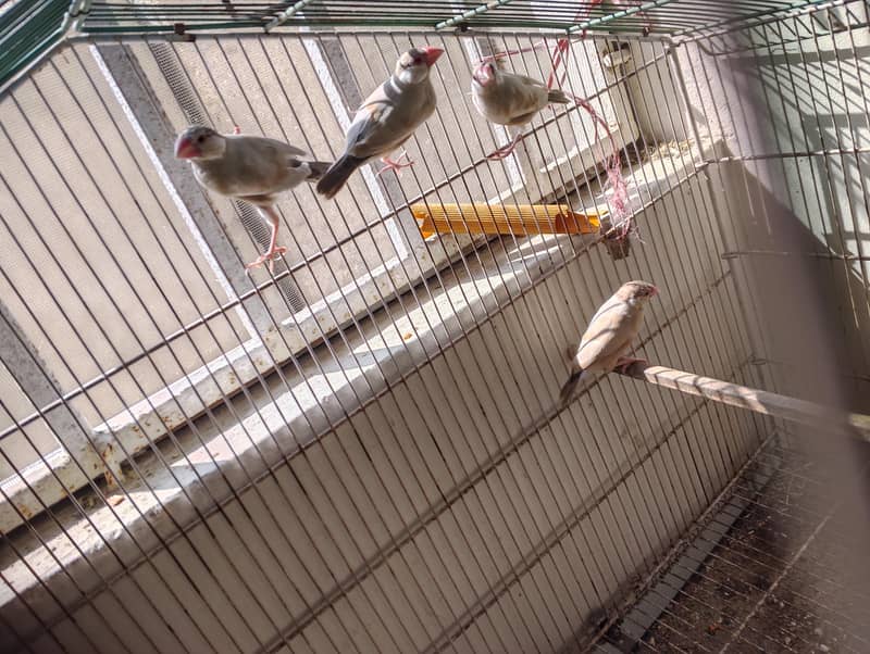 Fawan java age 8 months dark head 2