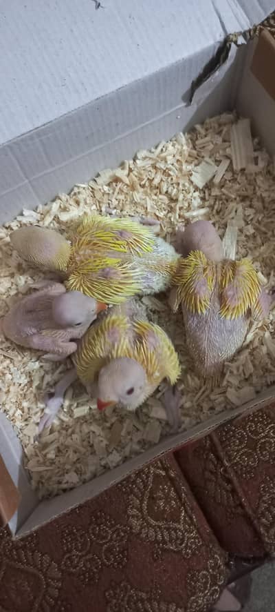 Yellow Khata Red eyes