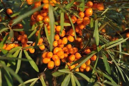Sea Buckthorn Berries – 100% Natural & Nutrient-Rich
