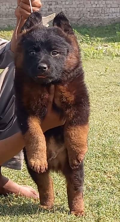 German Shepherd puppies for sale