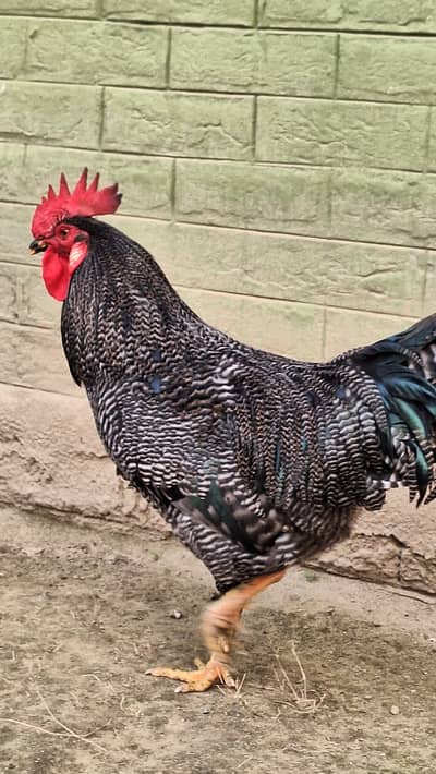 Plymouth Rock Male Breeder